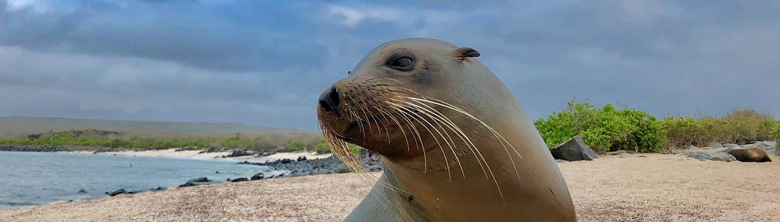 Galapagos sea lion