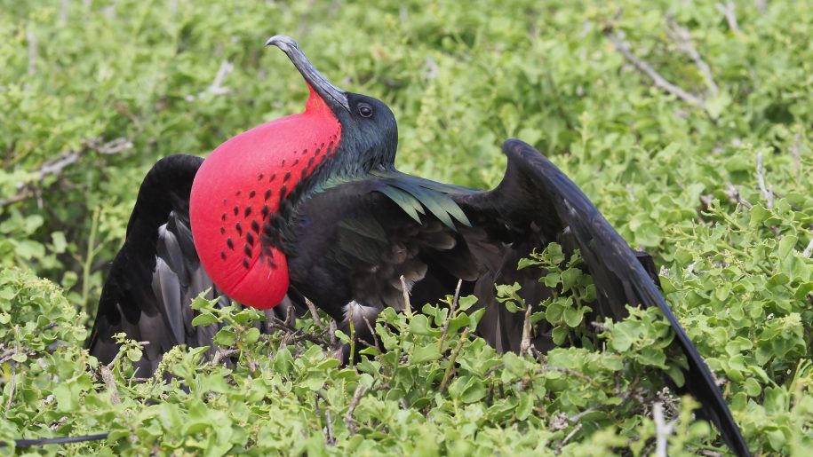 Santa Cruz Galapagos