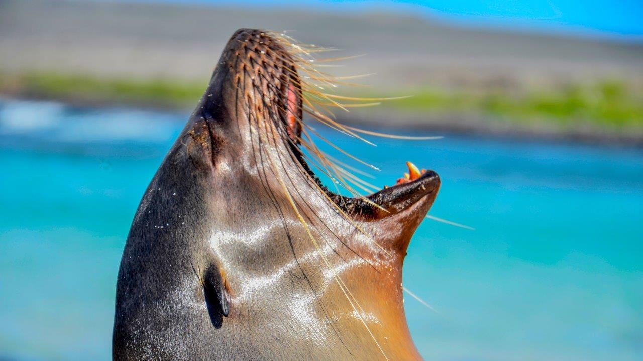 Galapagos islands Isabela San Cristobal