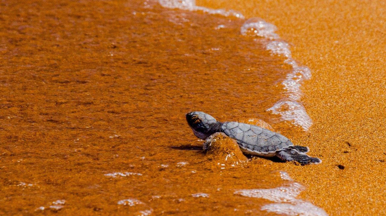 Galapagos marine wildlife snorkeling